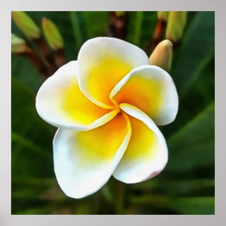El arte del realismo de la flor de un solo frangip