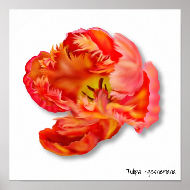 El arte digital de tulipán del loro Naranja flamea (Frente)