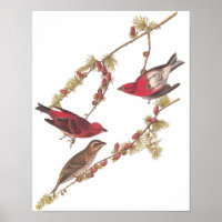 El arte vintage de las aves rojas fincas de Audubo