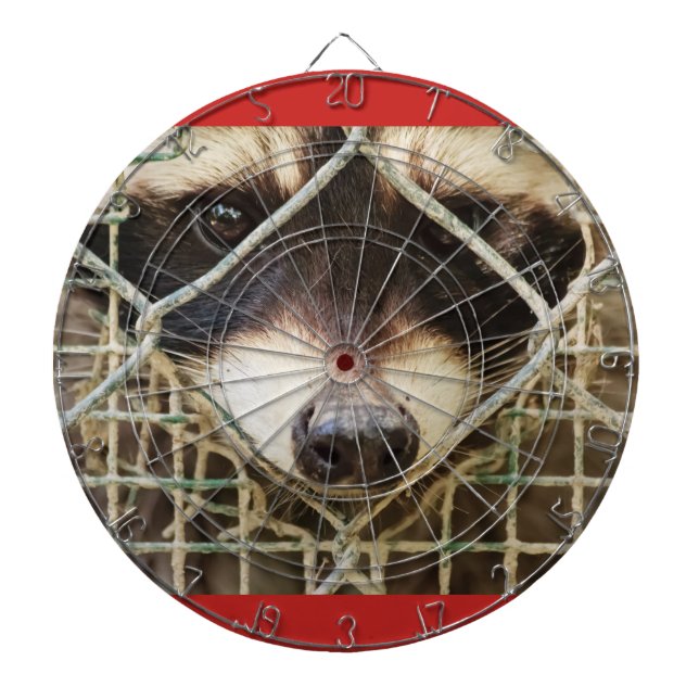 el aspecto triste de un mapache detrás del tablero (Frente)