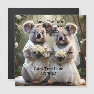 El australiano Koala tiene un Boda blanco,