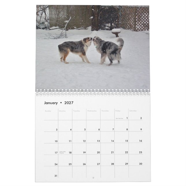 El australiano Shepherds el calendario 2013 (Jan 2027)