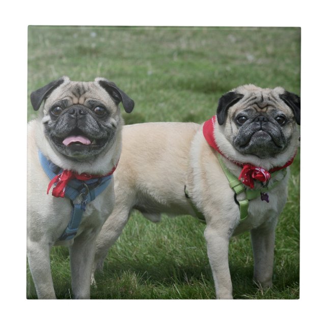 El barro amasado persigue la baldosa cerámica (Frente)