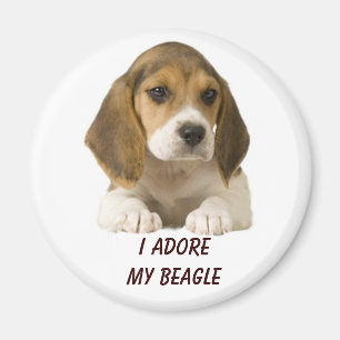 El beagle adora el imán