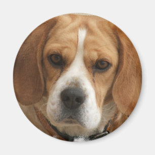 El beagle representa alrededor del imán