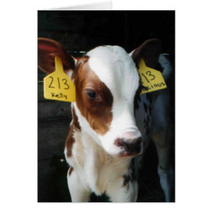 El bebé de los becerros del becerro de la lechería