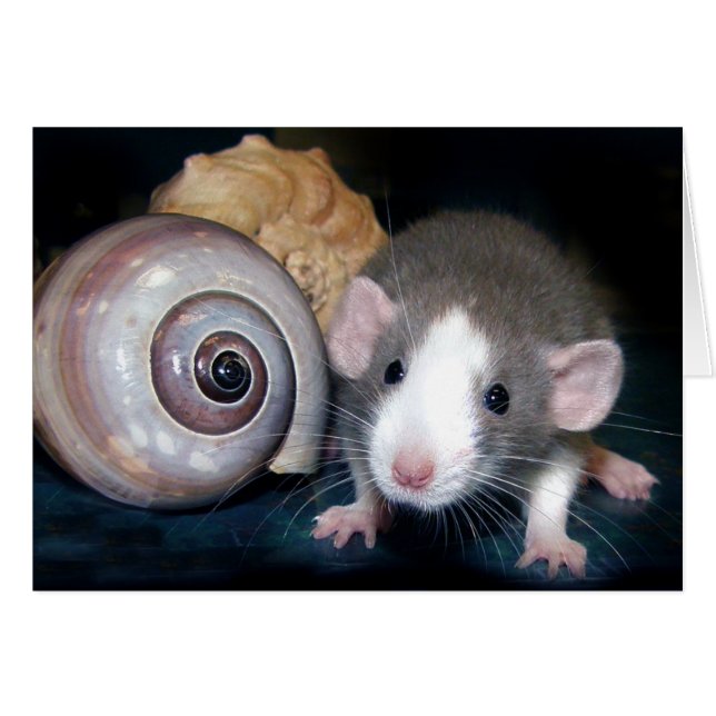 ¡El "Belle's" Spell! (Anverso (Horizontal))