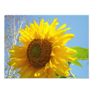 El Bello Artes de la fotografía de la naturaleza