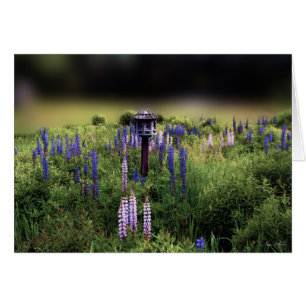 El Birdhouse y los Lupines