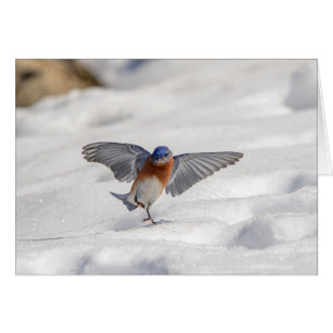 El Bluebird oriental bailando en la nieve