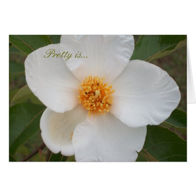 El bonito es (Anverso (Horizontal))