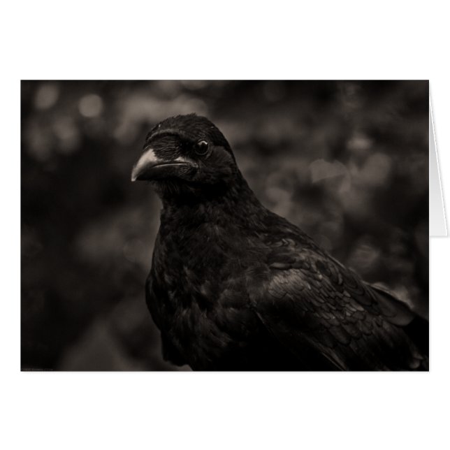 El Buscador (Anverso (Horizontal))