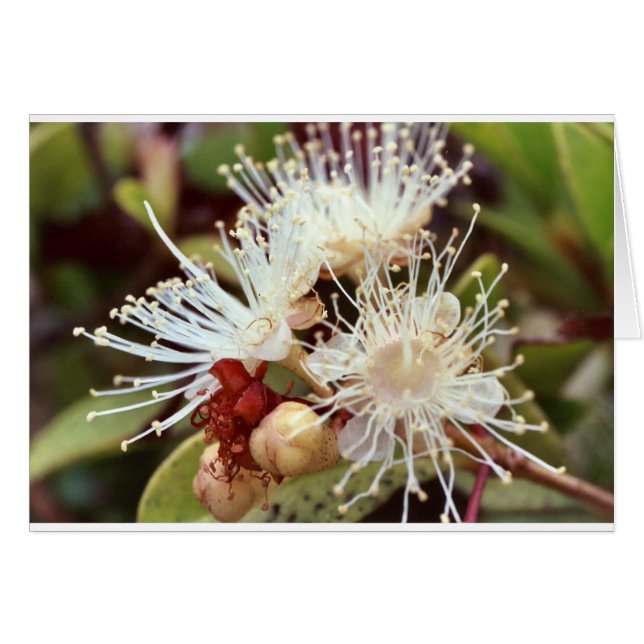El Bush australiano (Anverso (Horizontal))