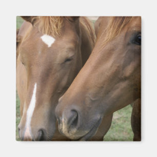 El caballo Nuzzle el imán cuadrado