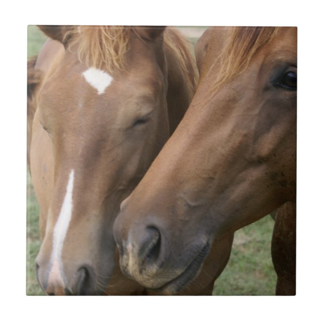 El caballo Nuzzle la teja (Frente)