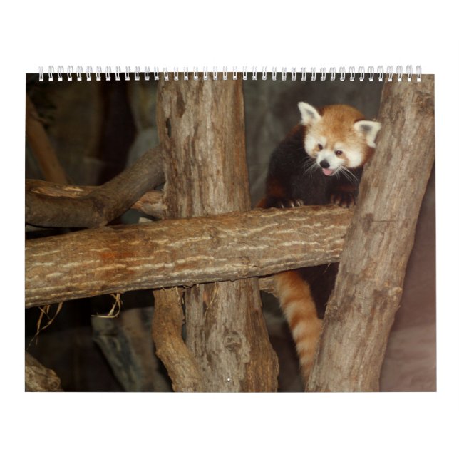 El calendario de la foto de la fauna (Tapa)