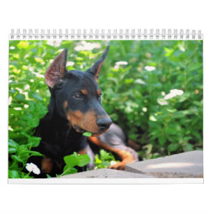 El calendario del perrito del Doberman puso al dí