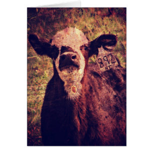 El Calf Adorable En Todas Las Casas