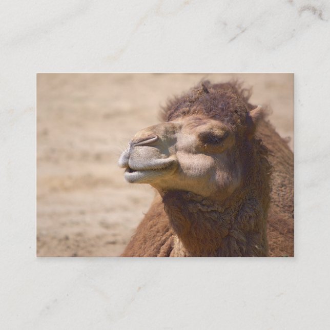 El camello dromedario - tarjeta de visita (Anverso)