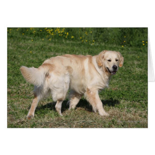 El caminar del golden retriever