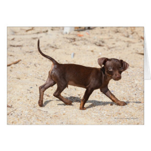 El caminar del perrito de la chihuahua