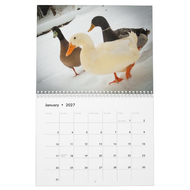 El caminar Ducks el calendario 2015 (Jan 2027)