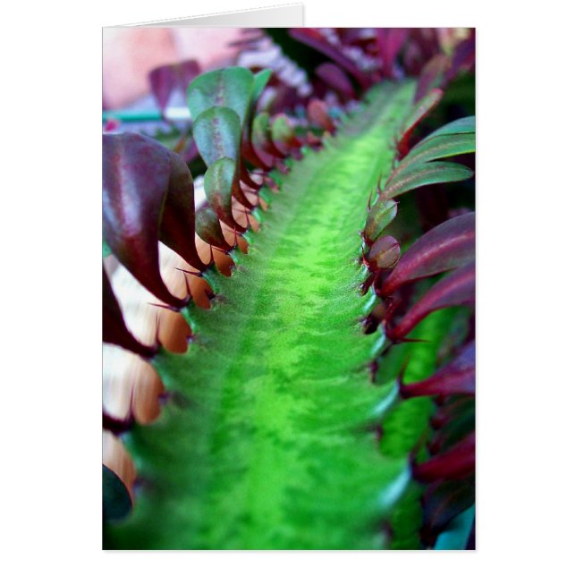 El camino menos transitado (Frente)