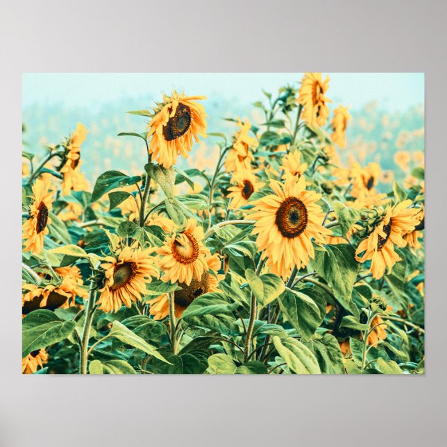 El campo del girasol el arte del jardín floral Ver (Frente)
