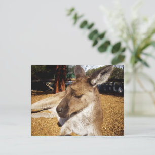 El canguro perezoso de cerrar, postal