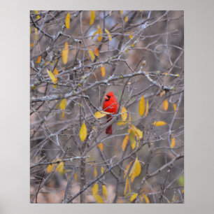 El cardenal rojo solitario en el arte del árbol ot