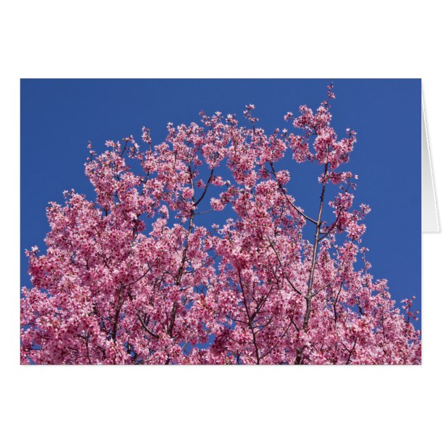 El cerezo Sakura florece en el azul (Anverso (Horizontal))