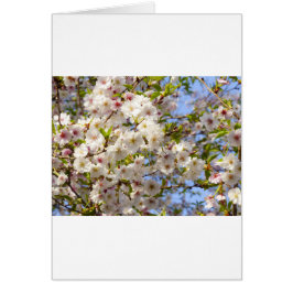 El cerezo Sakura florece en Japón Kyoto