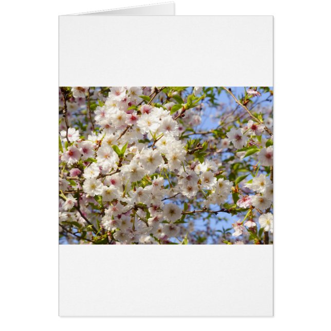 El cerezo Sakura florece en Japón Kyoto (Frente)