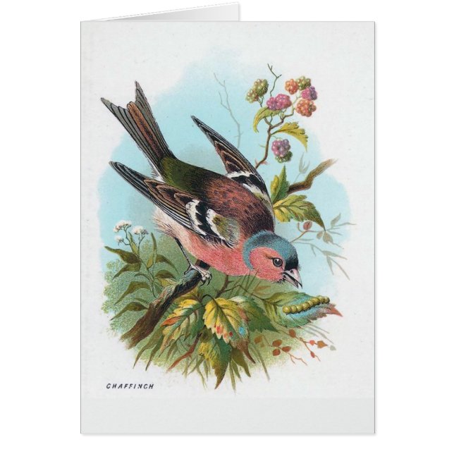 El Chaffinch (Frente)