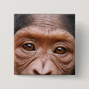 EL CHIMPANCÉ OBSERVA EL BOTÓN