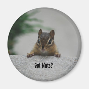 El Chipmunk "consiguió nueces?" imán