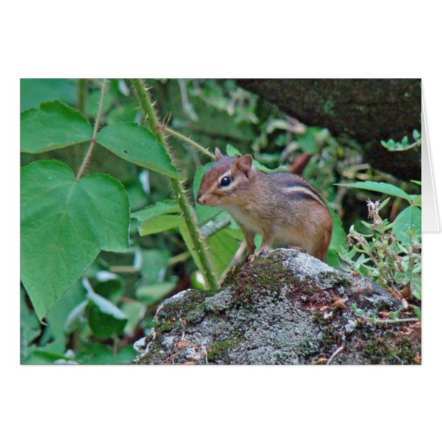 El Chipmunk del Este en Stump (Anverso (Horizontal))