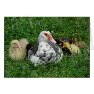 El cielo y los patos