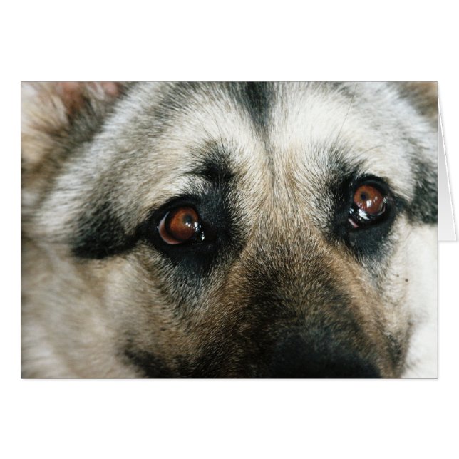 El cierre de Aussie para arriba observa (Anverso (Horizontal))