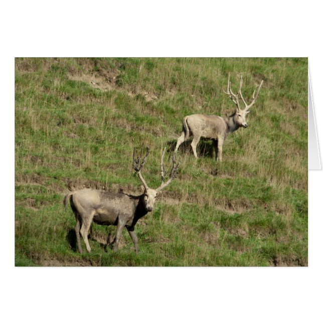 El ciervo de Père David (Anverso (Horizontal))