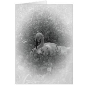 El cisne