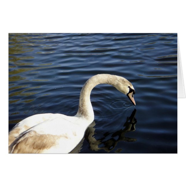el cisne de St Stephen (Anverso (Horizontal))