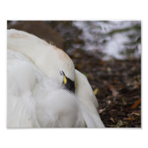 El cisne de Tundra toma fotografía de la siesta