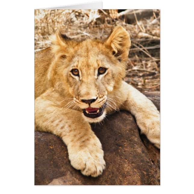 El Club De Tigres Se Toma El Respiro En La Roca (Frente)