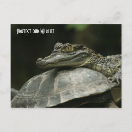 El cocodrilo y la tarjeta postal de la tortuga