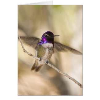 El colibrí