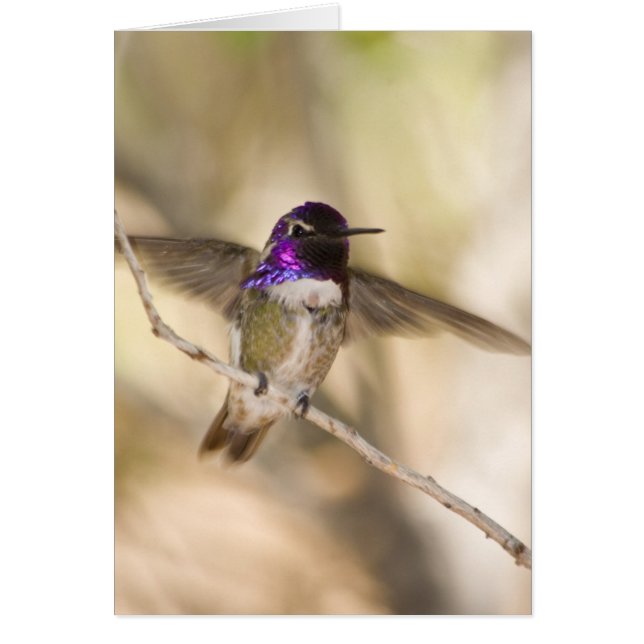 El colibrí (Frente)