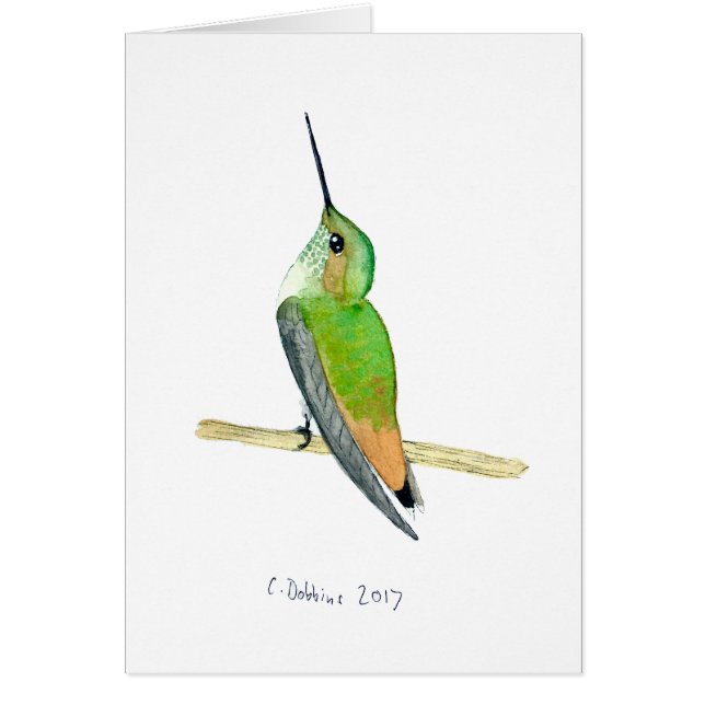 El colibrí de Allen (Frente)