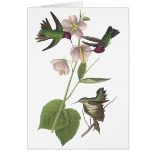 El colibrí de Ana, James Audubon