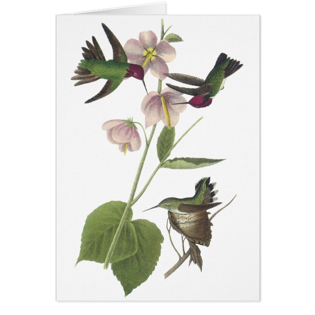 El colibrí de Ana, James Audubon (Frente)